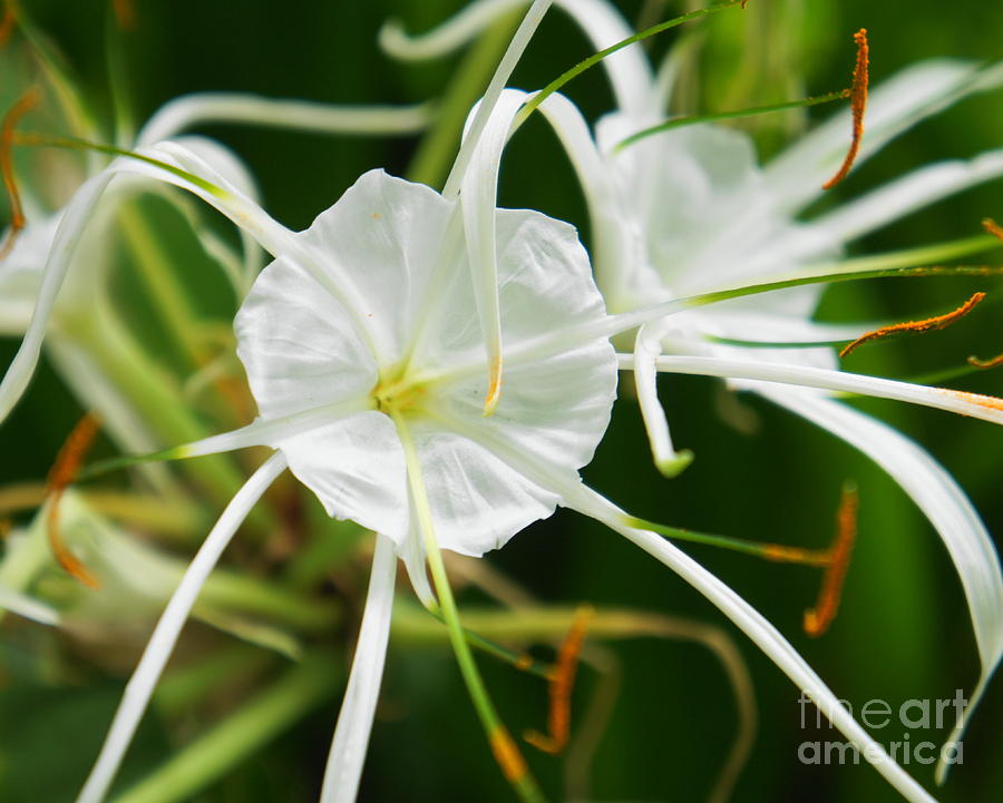 Spider Lily Photograph by Therese Alcorn