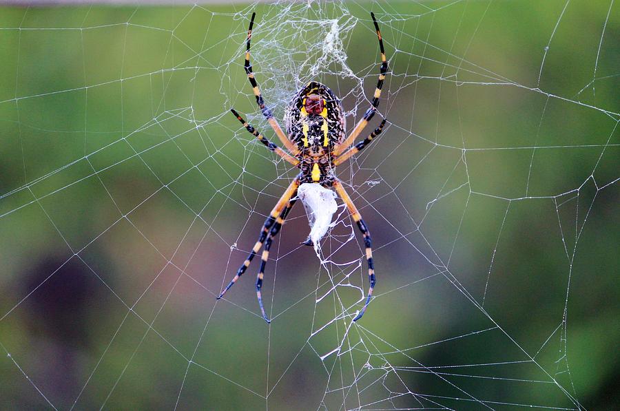 Spider Making His Web Photograph by Cynthia Guinn
