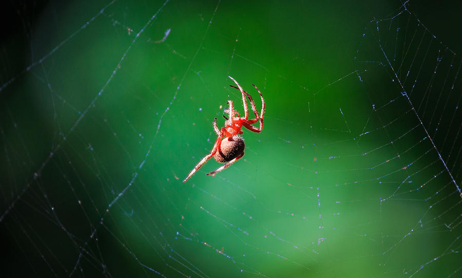 Spider Photograph by Matthew Onheiber