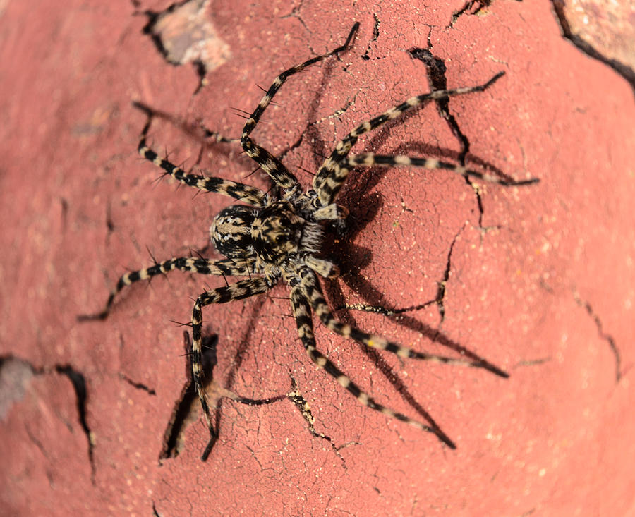 Spider Photograph by Michael Goyberg