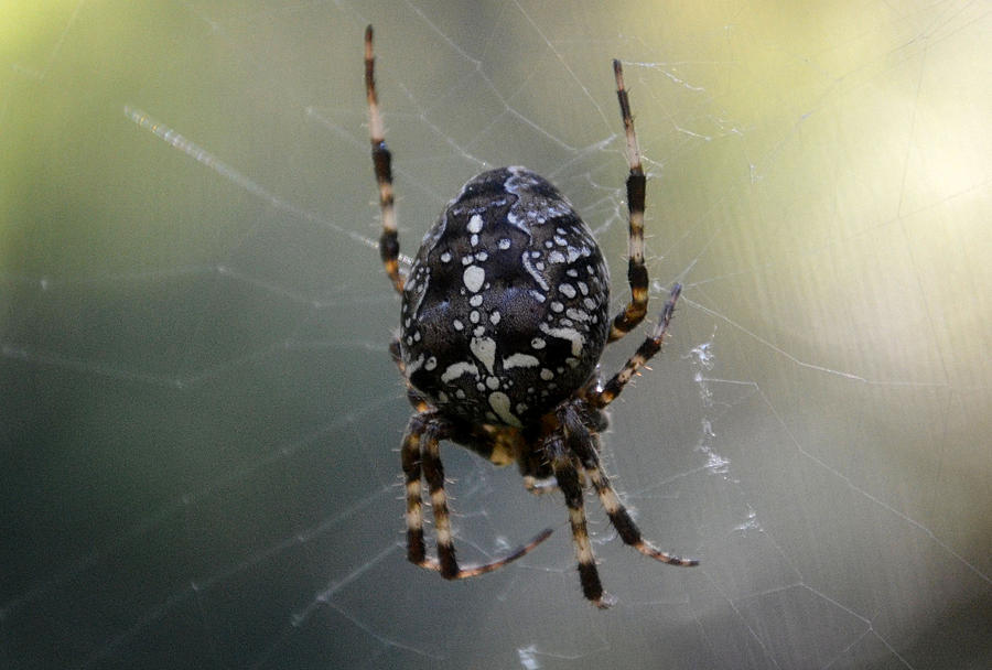 Spider Photograph by Mickenzie Campbell