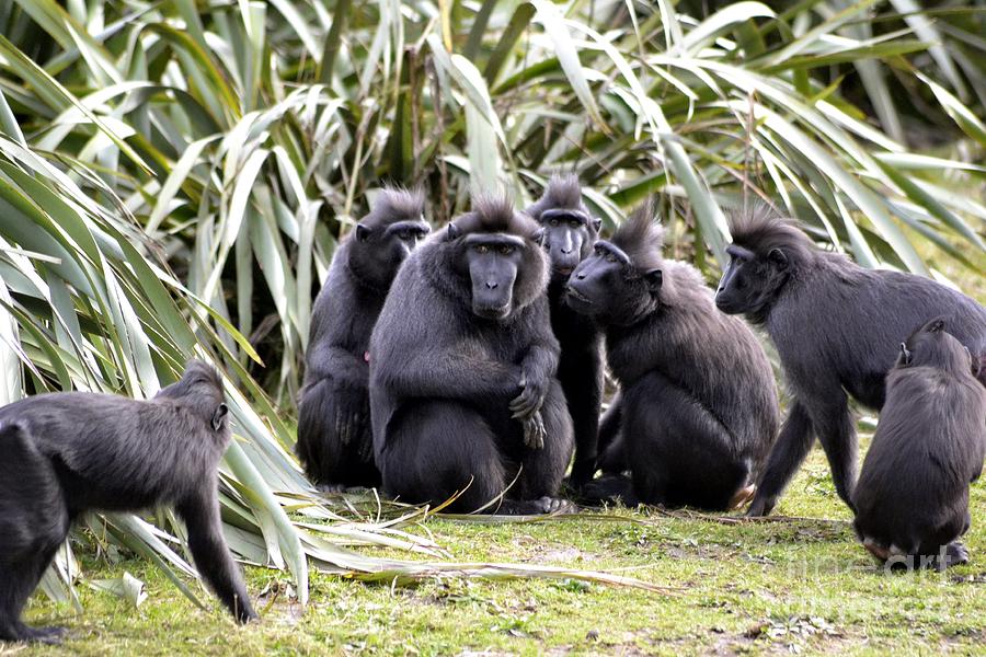 Spider Monkey Family Meeting Photograph by Dennis Ward | Fine Art America