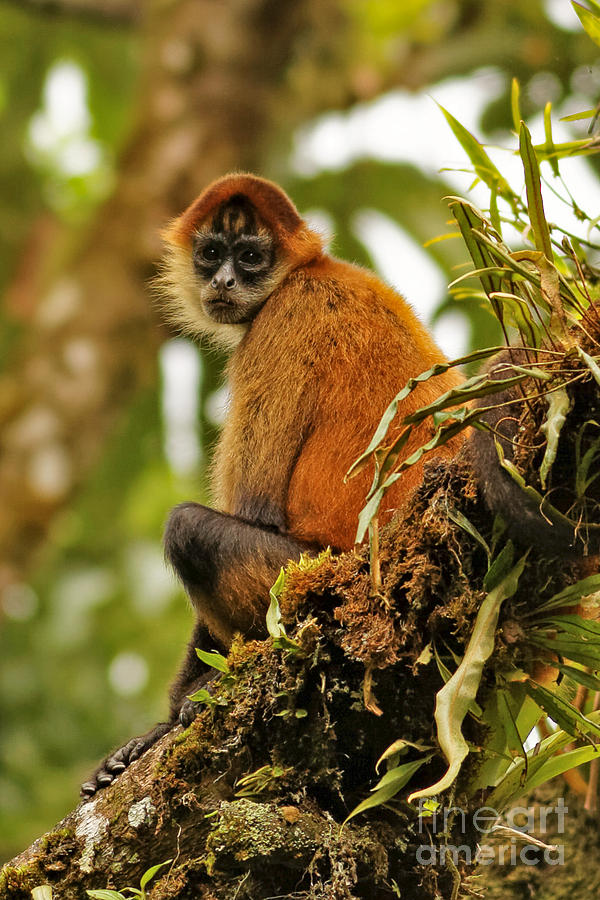 Spider Monkey in Costa Rica Photograph by Natural Focal Point Photography