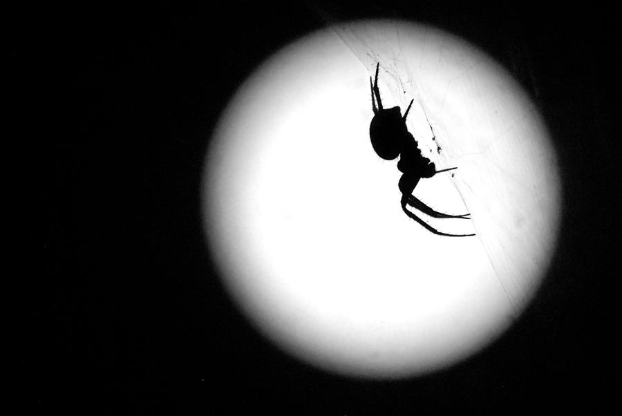Spider Moon Photograph by Susan Moody