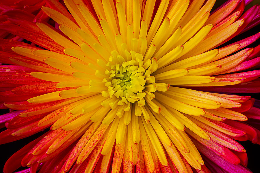 Spider Mum Close Up Photograph by Garry Gay