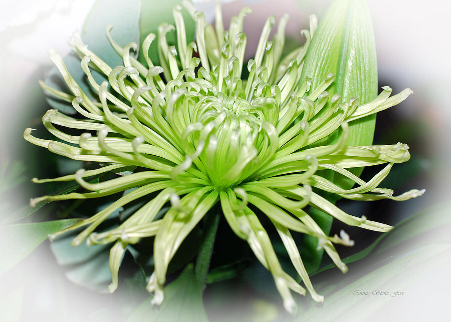 Spider Mum Flower in Lime Green Photograph by Connie Fox