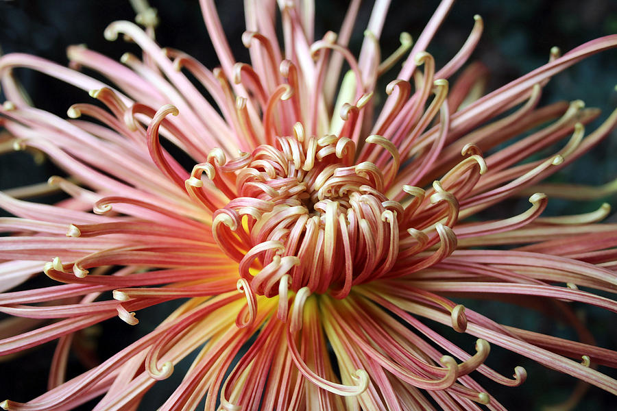 Spider Mum II Photograph by Mary Haber