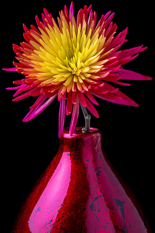 Spider Mum In Red Vase Photograph by Garry Gay