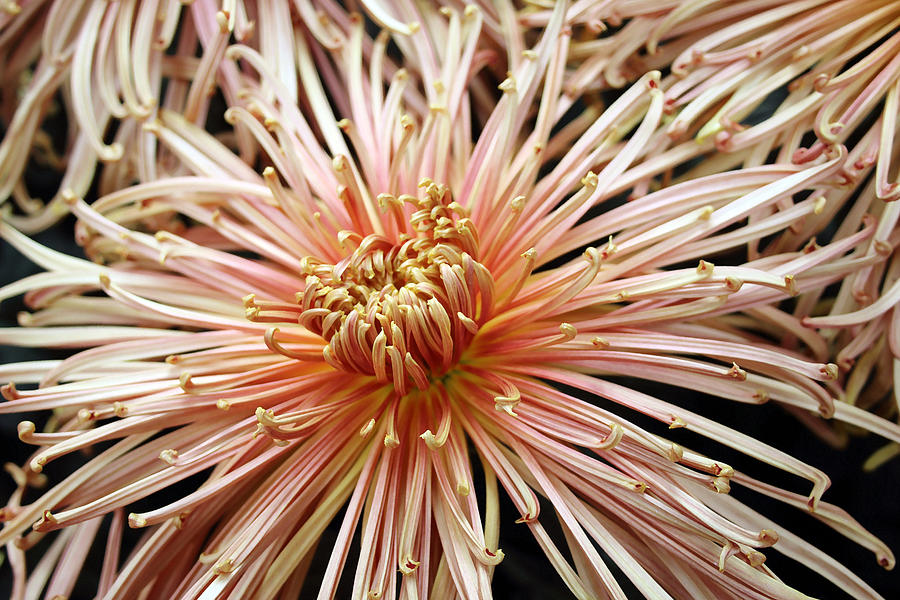Spider Mum  Photograph by Mary Haber