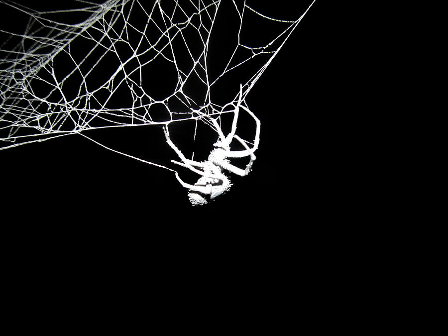 Spider Photograph by Natasha Denger