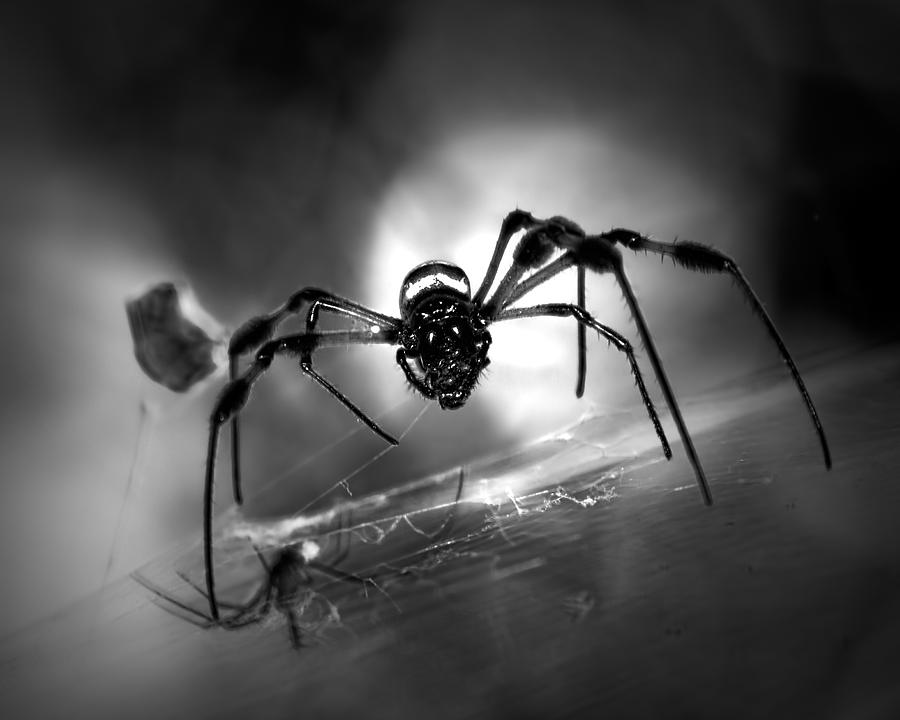 Spider Noir Photograph by Mark Andrew Thomas