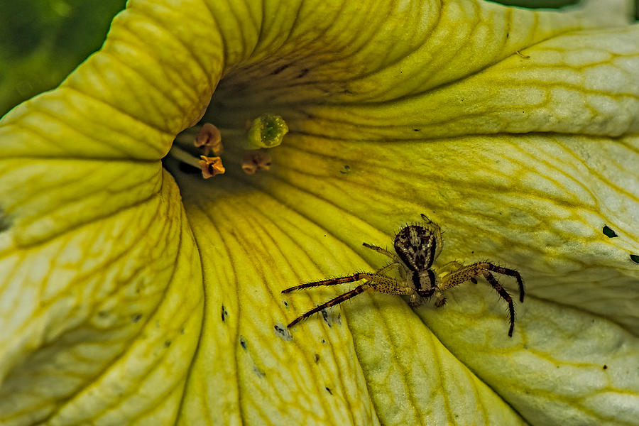Summer Photograph - Spider on a Liliy by Paul Freidlund