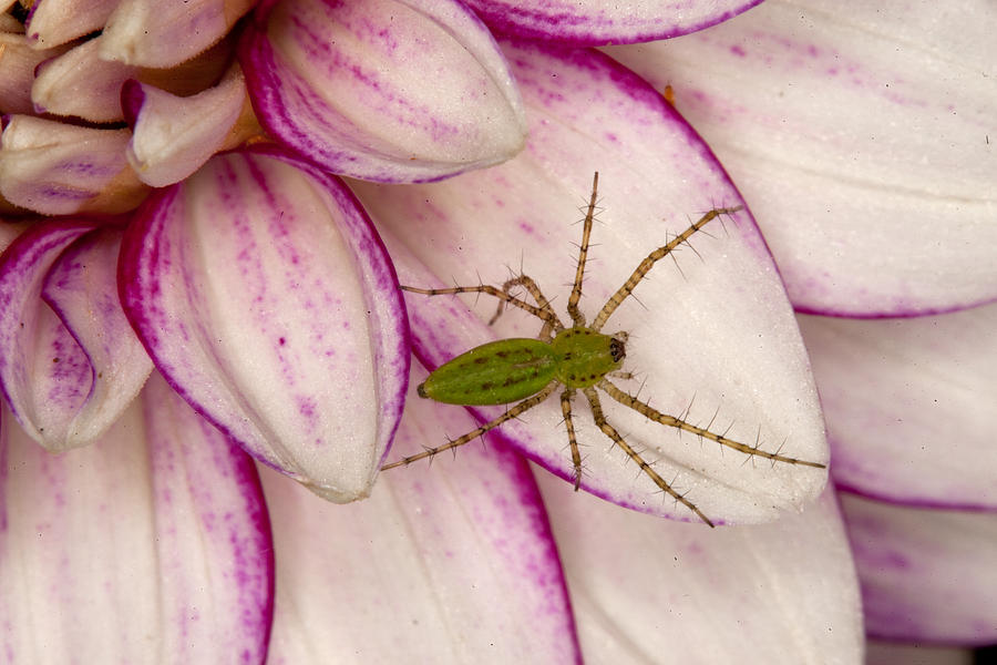 Spider on Dahlia Photograph by Robert Camp
