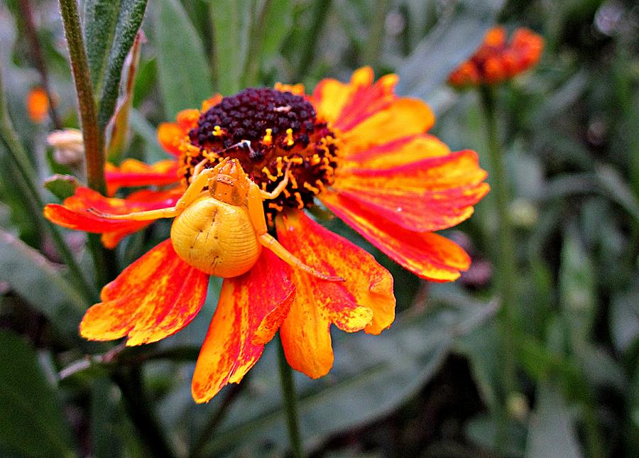 Spider on Helenium Photograph by MTBobbins Photography