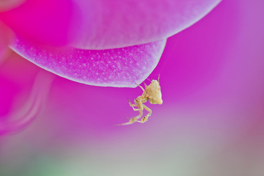 Spider On Orchid Photograph by Michael Lustbader