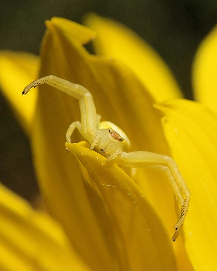 Spider on Sunflower Photograph by Doris Potter
