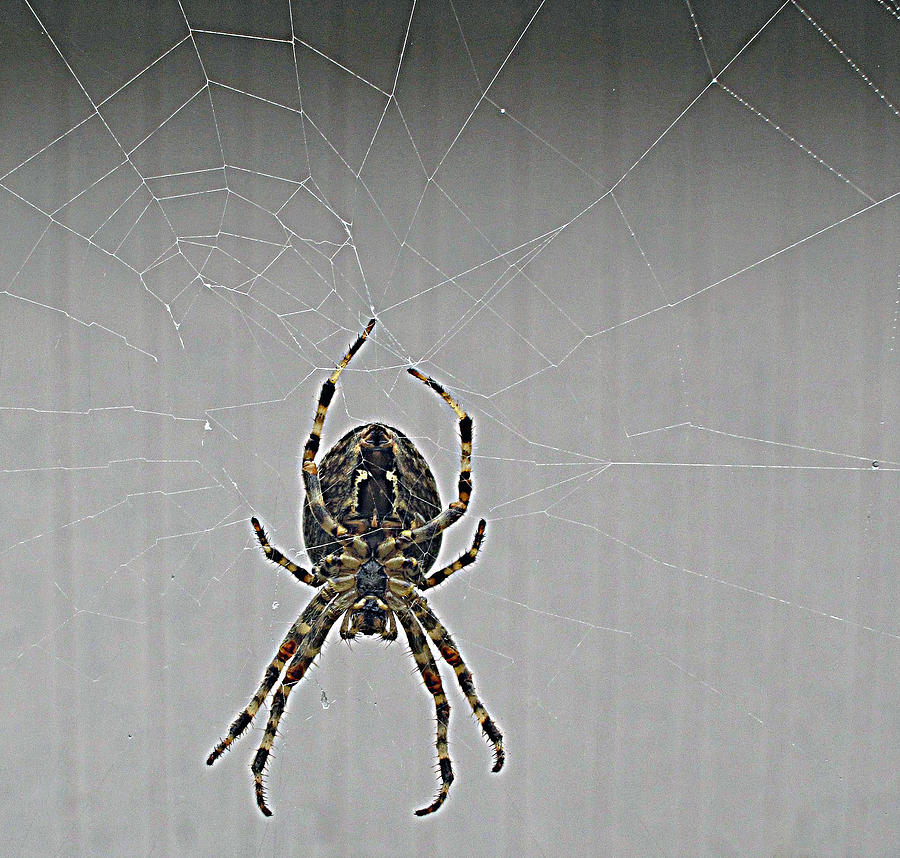 Spider on the Flip Side Photograph by Suzy Piatt