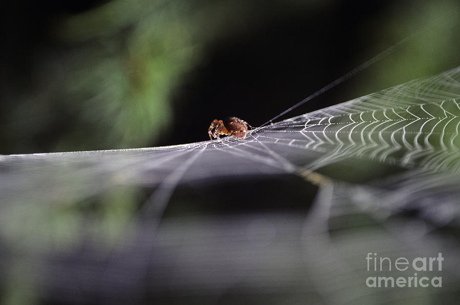 Nature Photograph - Spider on Web by Jim Corwin