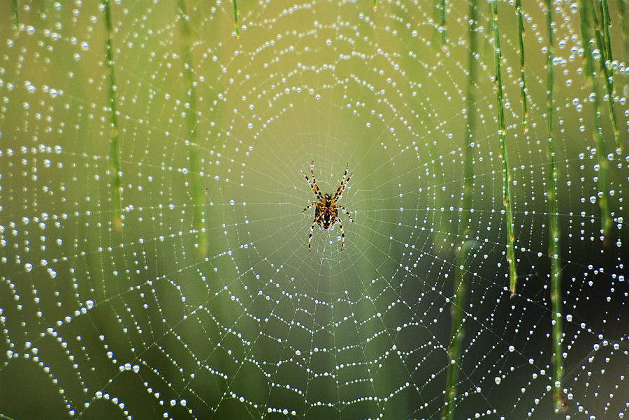 Spider Photograph - Spider On Wet Web (large Format Sizes by Peter Skinner