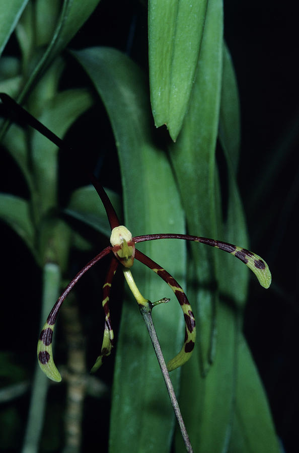 Spider Orchid Flower Photograph by Paul Harcourt Davies/science Photo Library