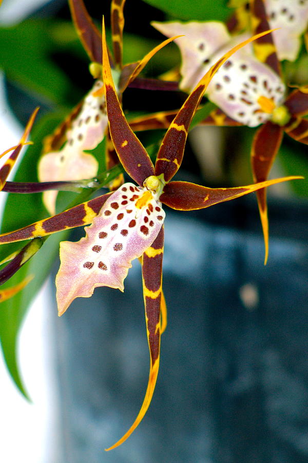 Spider Orchid Photograph by Lehua Pekelo-Stearns