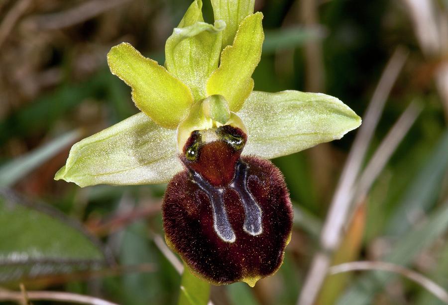 Spider Orchid (ophrys Orphanidea) Flower Photograph by Bob Gibbons