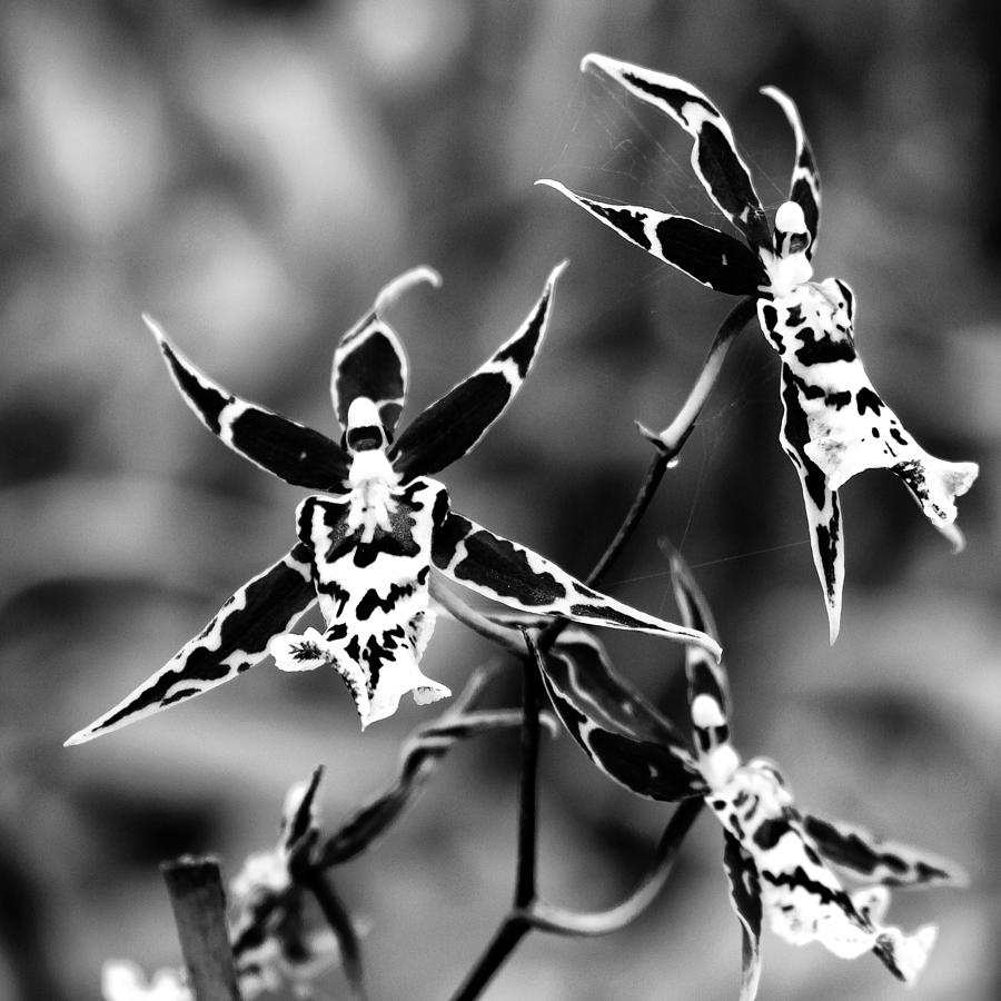 THE CHRISTMAS SPIDER ORCHIDS Landers CA Photograph by William Dey