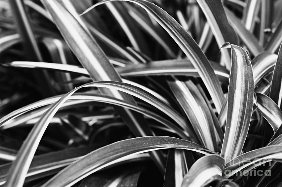 Spider Plant Photograph by Clare Bevan