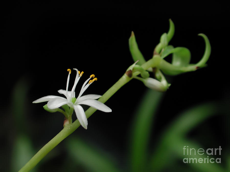 Spider Plant Flower Chlorophytum Photograph by Kathi Shotwell
