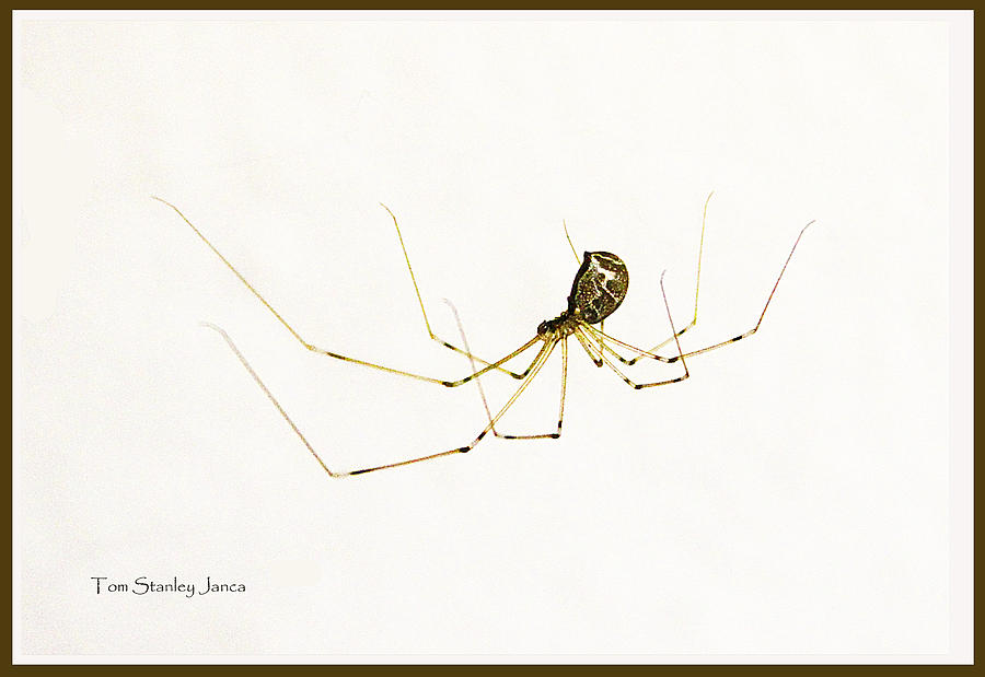 Spider Resider Photograph by Tom Janca