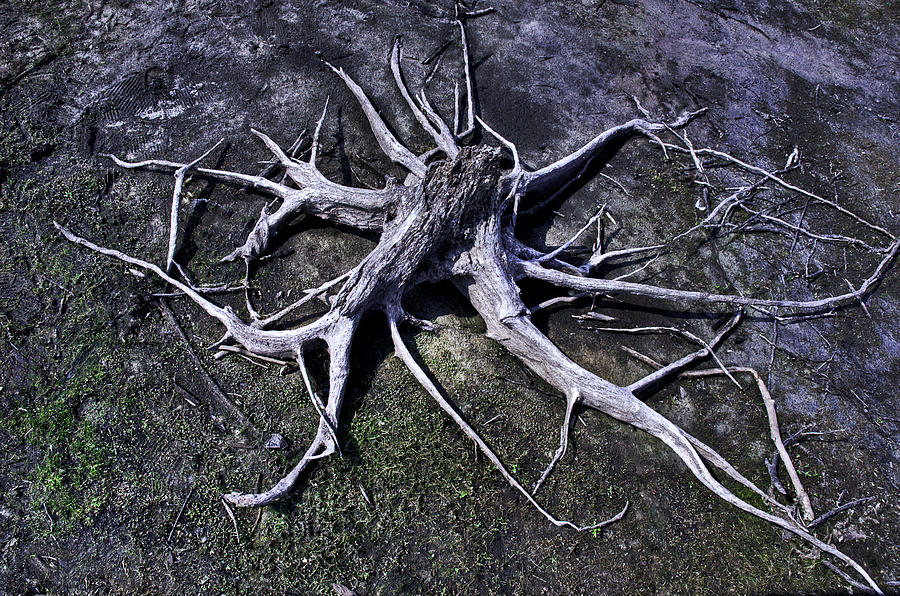 Spider Roots At Manasquan Reservoir Photograph by Gary Slawsky