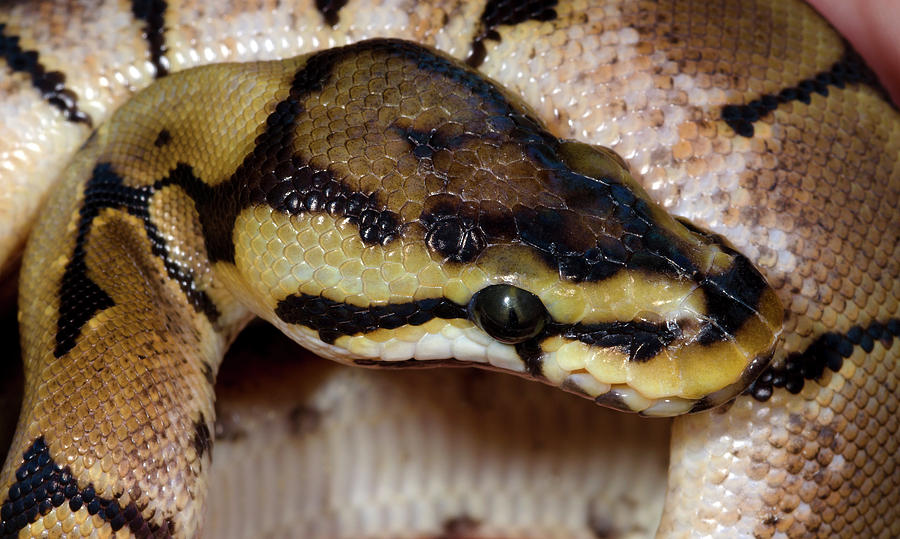 Spider Royal Python Photograph by Nigel Downer