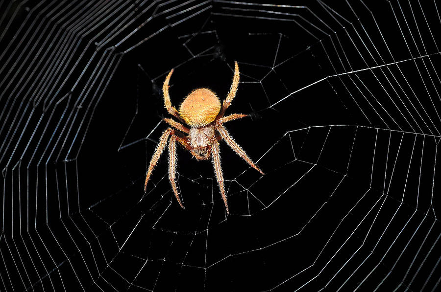 Spider Photograph by Savannah Gibbs