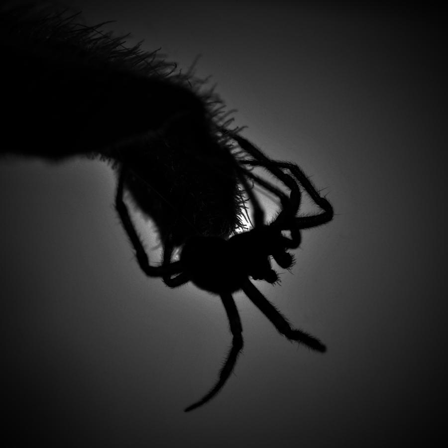 Spider silhouette Photograph by Judy Richmond - Fine Art America