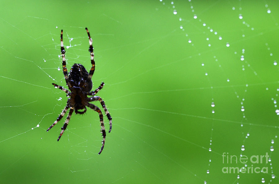 Spider Spider Photograph by Bob Christopher