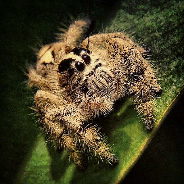 Nature Photograph - Spider #spider #lido #animal #nature by Dani Daniar