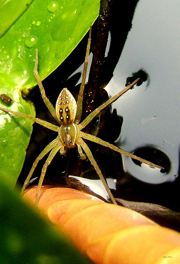 Spider Standing on Water 002 Photograph by George Bostian