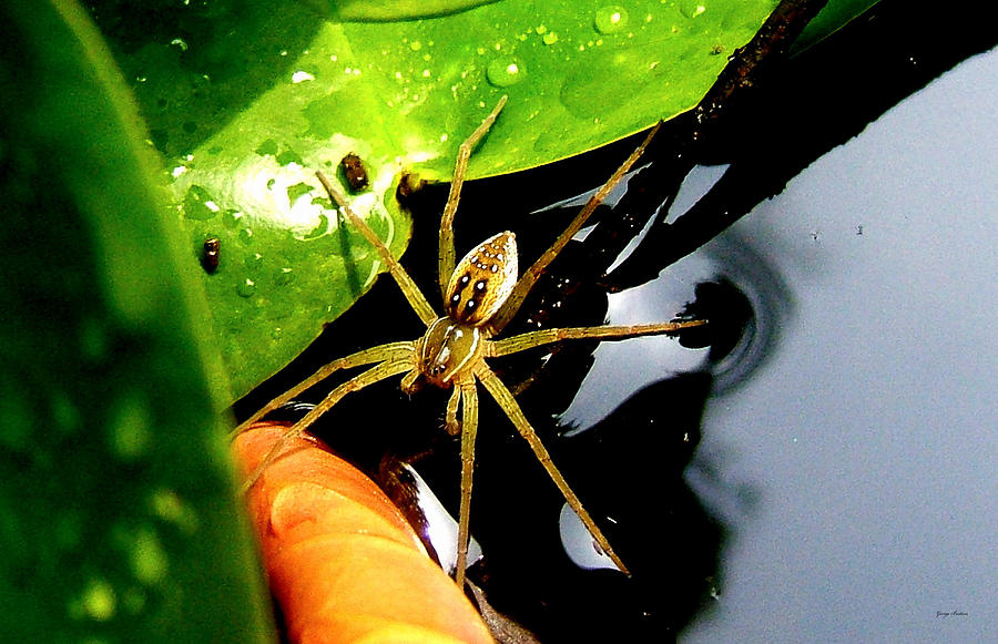 Spider Standing on Water Photograph by George Bostian