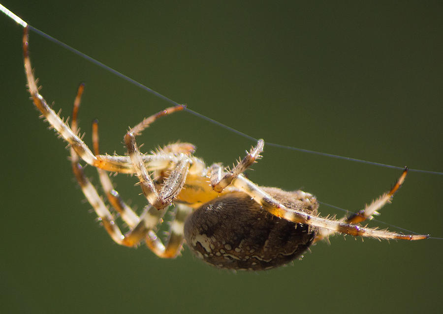 Spider Photograph by Susan Jensen
