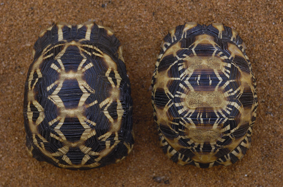 Spider Tortoisel  Radiated Tortoise R Photograph by Pete Oxford
