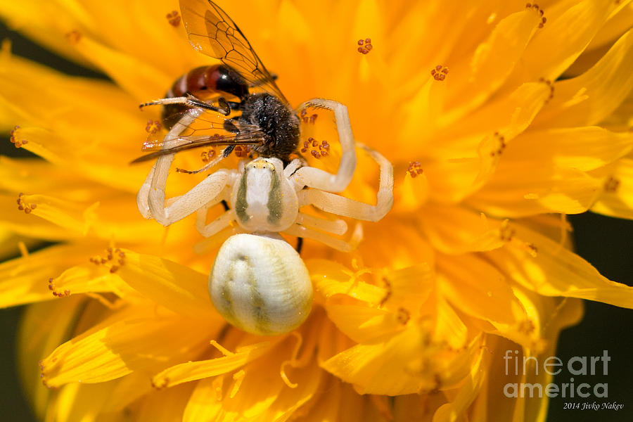 Spider vs. Bee Photograph by Jivko Nakev