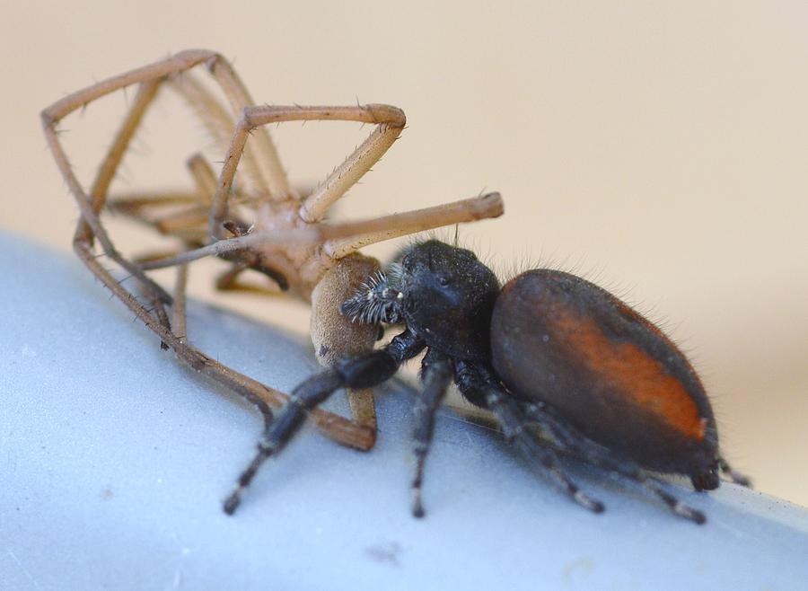 Spider Photograph - Spider Vs Spider by Paul Whitney