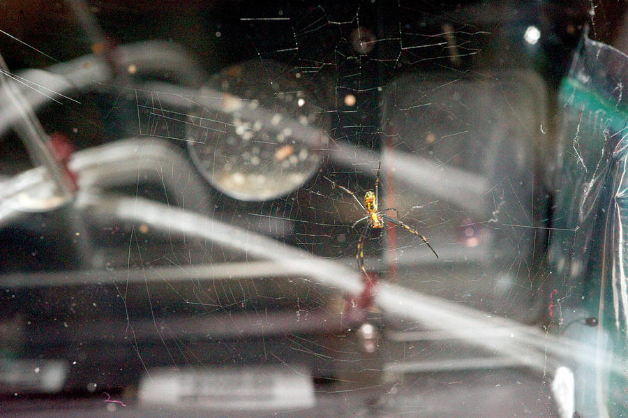 Spider Weaving A Web In Space Photograph by Nasa