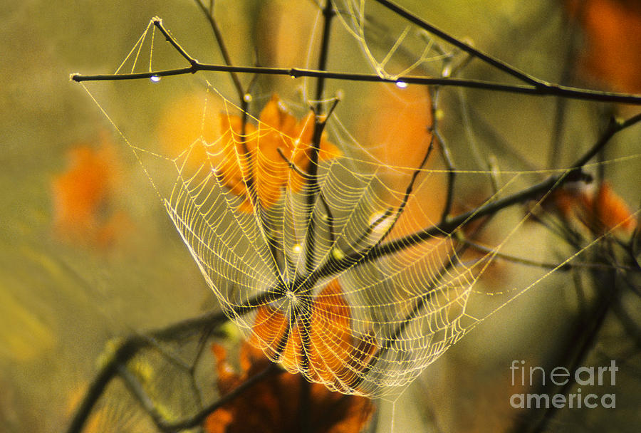 Spider Web & Autumn Color Photograph by Richard & Ellen Thane