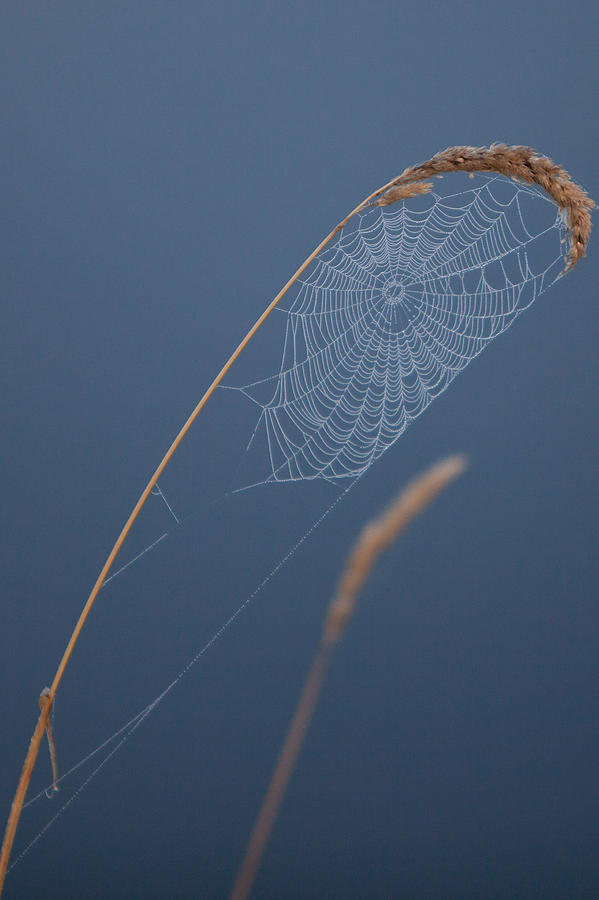 Spider Web along Gunflint Trail Photograph by Natural Focal Point Photography