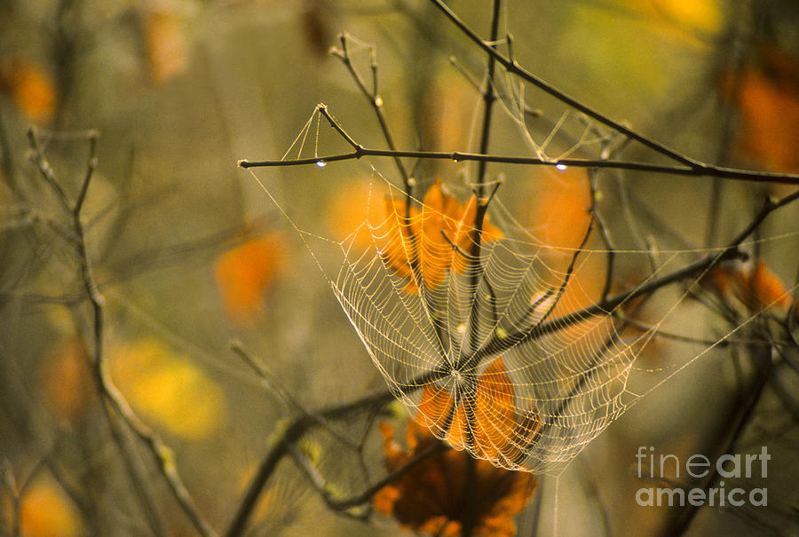 Spider Web And Autumn Leaves Photograph by Richard and Ellen Thane