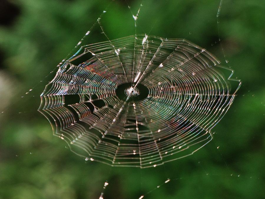 Spider Web Photograph by Charles Ray