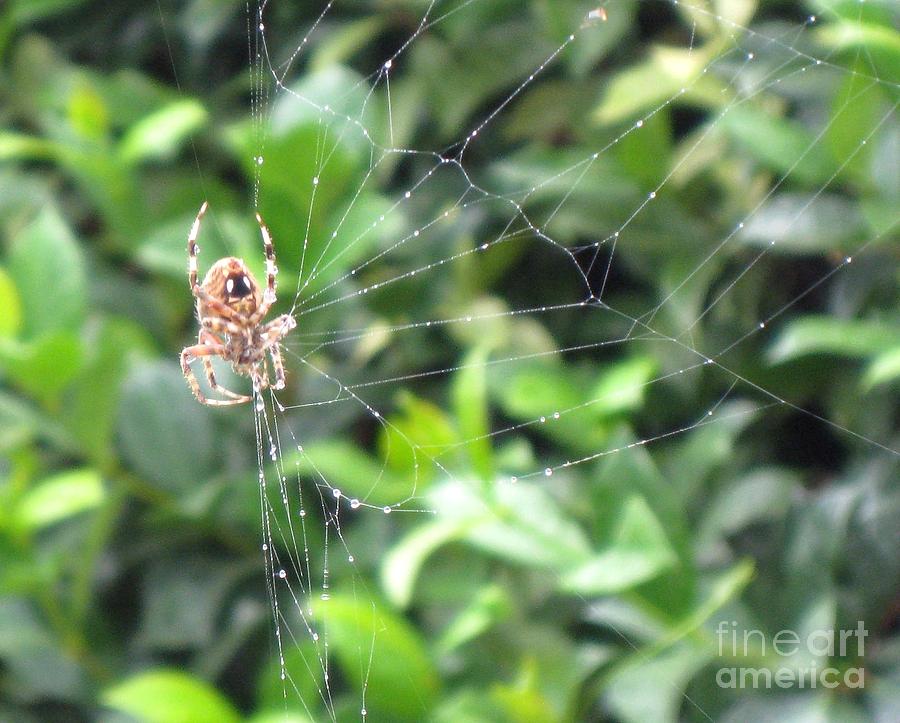 Spider Web Photograph by Cheryl Del Toro