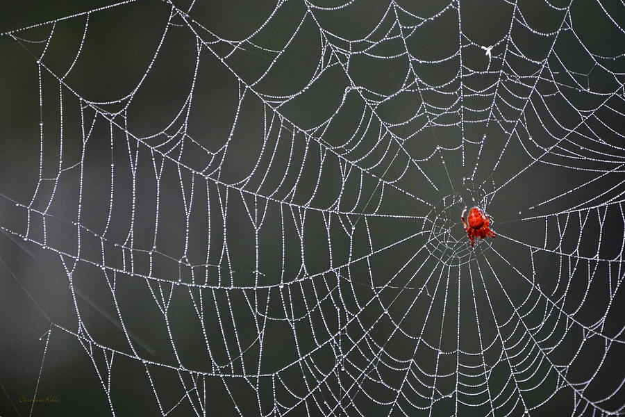 Spider Web Photograph by Christina Rollo