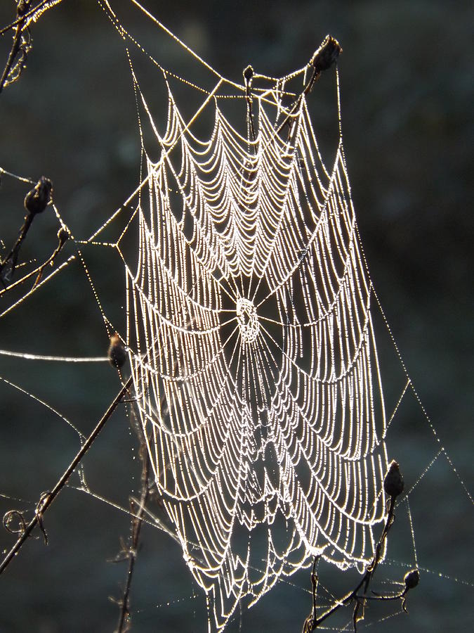 Spider Web Photograph by Dennis Pintoski - Fine Art America